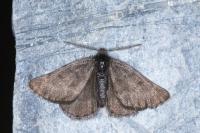 Sciadia tenebraria tenebraria