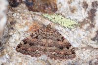 Triphosa dubitata