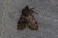 Aglossa caprealis