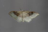 Idaea degeneraria