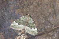 Colostygia aptata