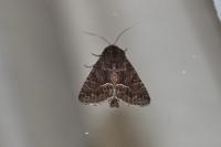 Thalpophila matura