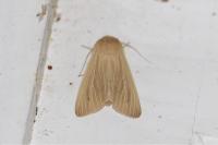 Mythimna pallens