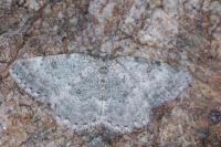 Charissa glaucinaria