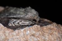 Catoptria muellerrutzi/zermattensis