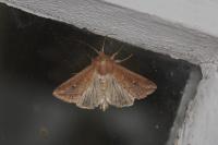Mythimna albipuncta