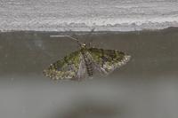 Acasis viretata