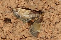 Pyralis farinalis