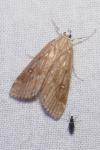 Parapoynx stratiotata