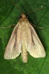 Nonagria typhae