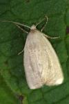 Coenobia rufa