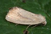 Coenobia rufa