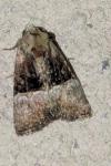 Mesoligia furuncula