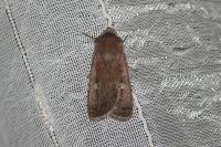 Xestia xanthographa