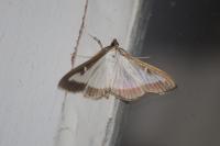 Cydalima perspectalis