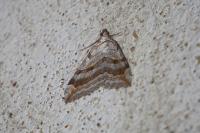 Aplocera