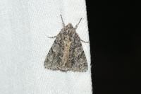 Acronicta aceris