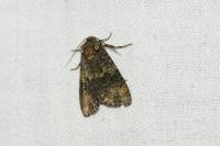 Craniophora ligustri
