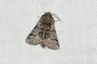 Thaumetopoea pityocampa