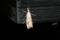 Catoptria falsella