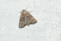 Mesoligia furuncula