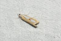 Catoptria pinella