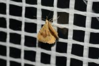 Camptogramma bilineata