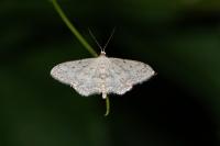 Idaea seriata