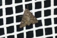 Mamestra brassicae
