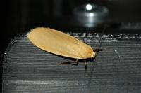 Wittia sororcula