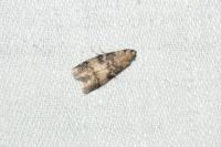 Euzophera pinguis