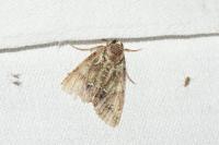 Polyphaenis sericata