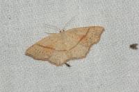 Cyclophora punctaria