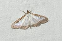 Cydalima perspectalis
