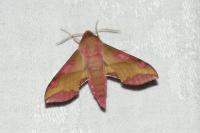 Deilephila porcellus