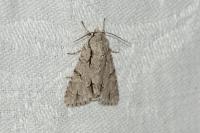 Acronicta psi/tridens