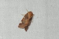 Cosmia diffinis