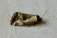 Elaphria venustula