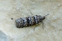 Dioryctria abietella