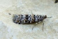 Dioryctria abietella