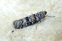 Dioryctria abietella