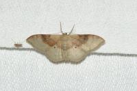Idaea degeneraria