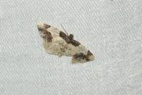 Ligdia adustata