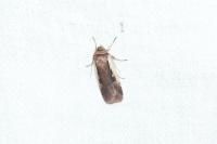 Ochropleura plecta