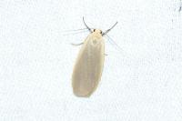 Collita griseola