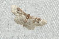 Idaea rusticata