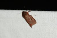 Phragmatobia fuliginosa