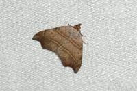 Laspeyria flexula