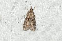 Eudonia mercurella