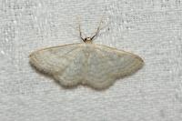 Idaea subsericeata